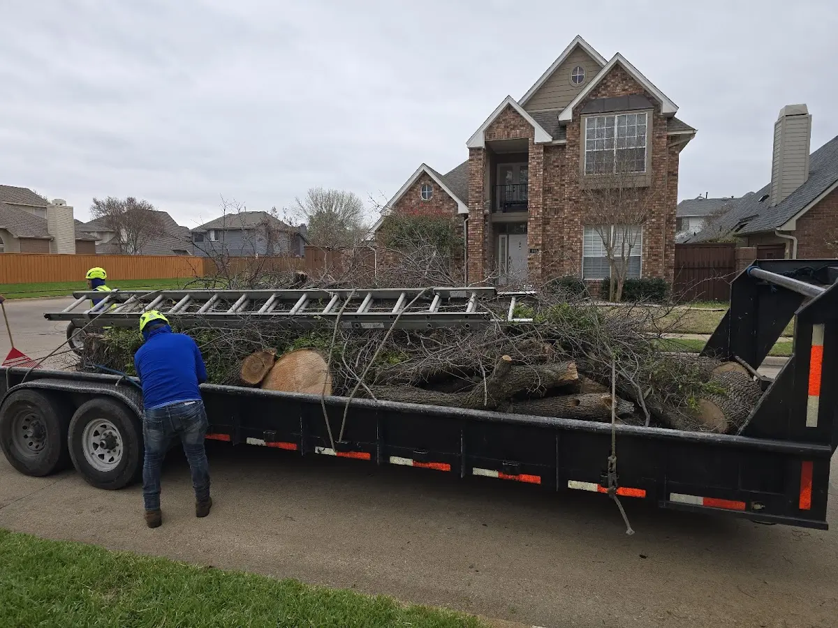 Expert Tree Removal with proper safety equipment in Camden